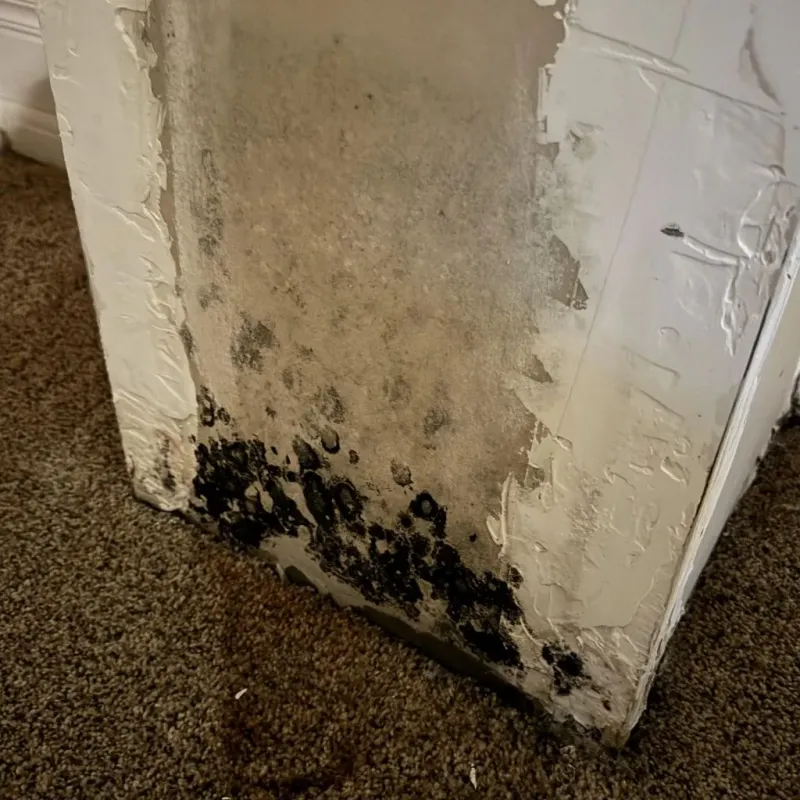 Professional Mold Removal in Becket, MA
